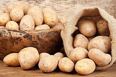 光荣特库摩决定参展「东京电玩展2024」 同步公开参展作品与直播节目信息